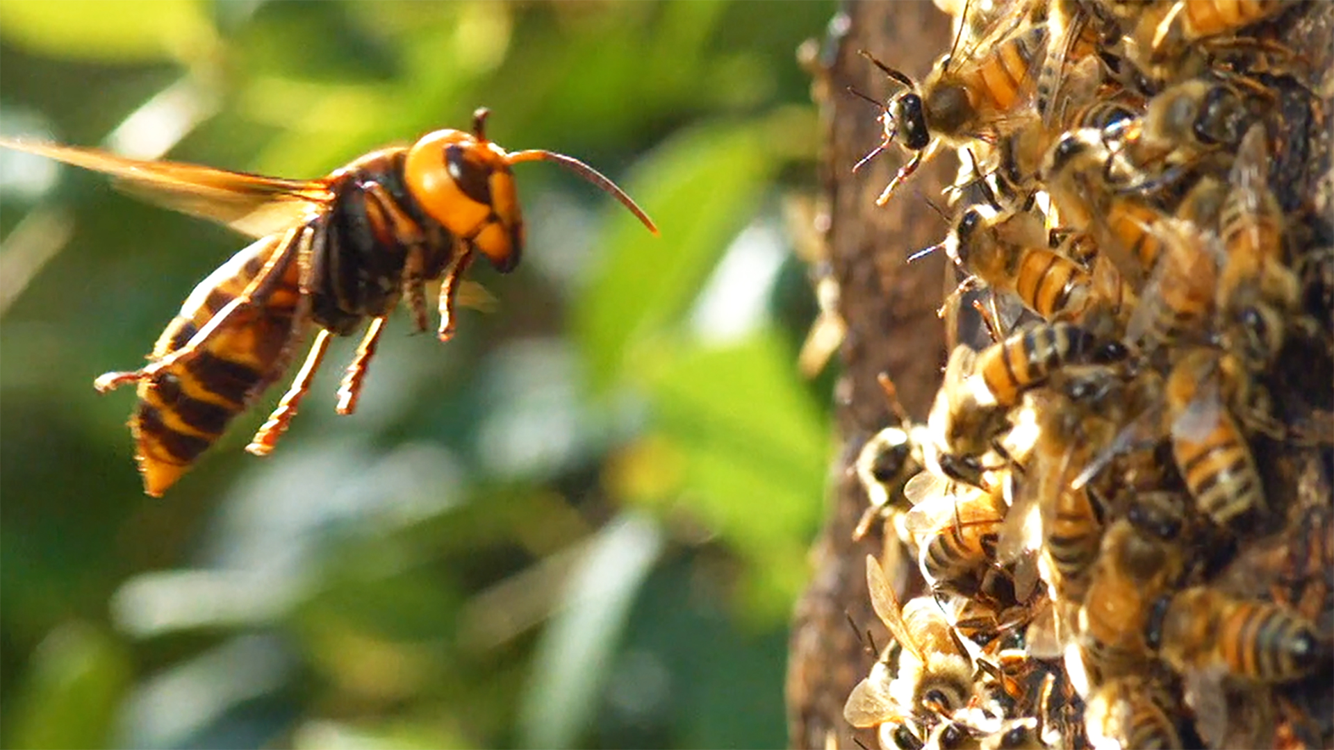 Mengenal Lebah Madu dan Jenisnya di Indonesia