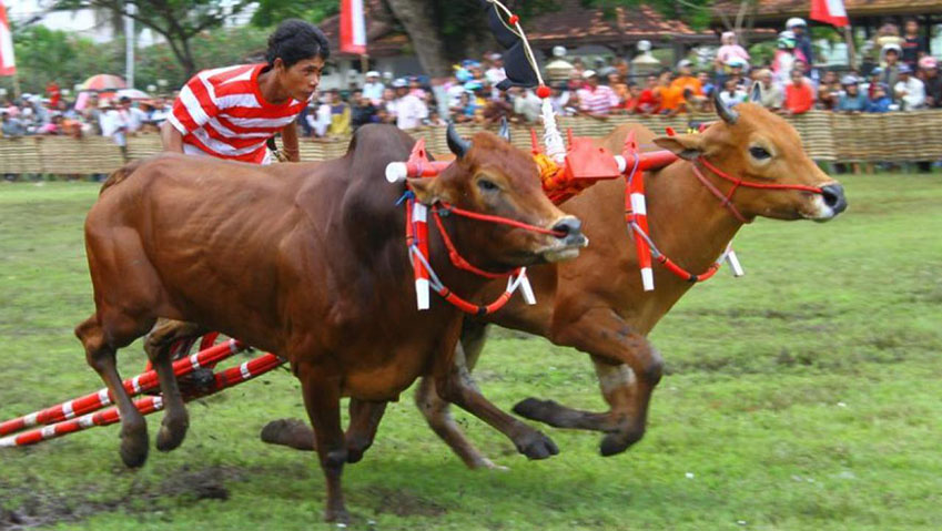 Karapan Sapi di Madura