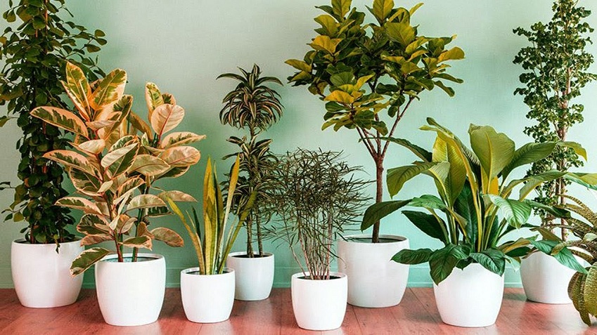 Tanaman Hias yang Tidak Banyak Membutuhkan Cahaya Matahari