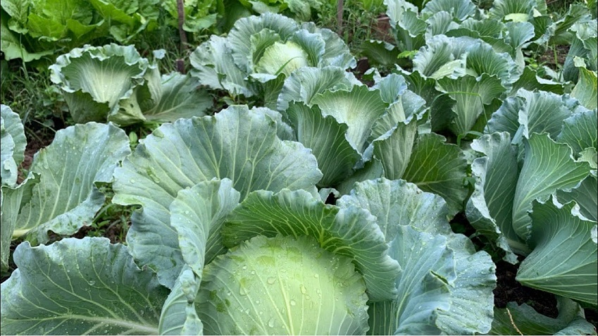 Memperkenalkan Vitamin U dan Beragam Manfaatnya