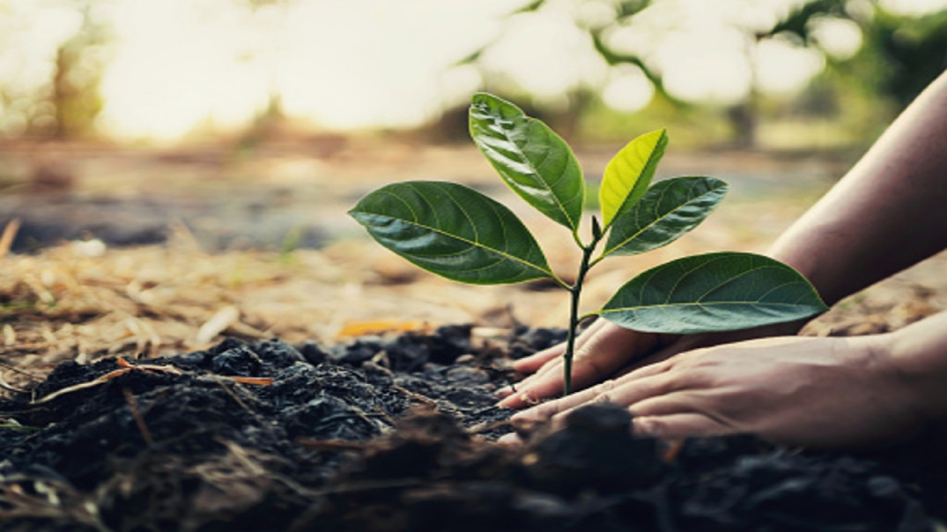 Hari Menanam Pohon Indonesia 28 November