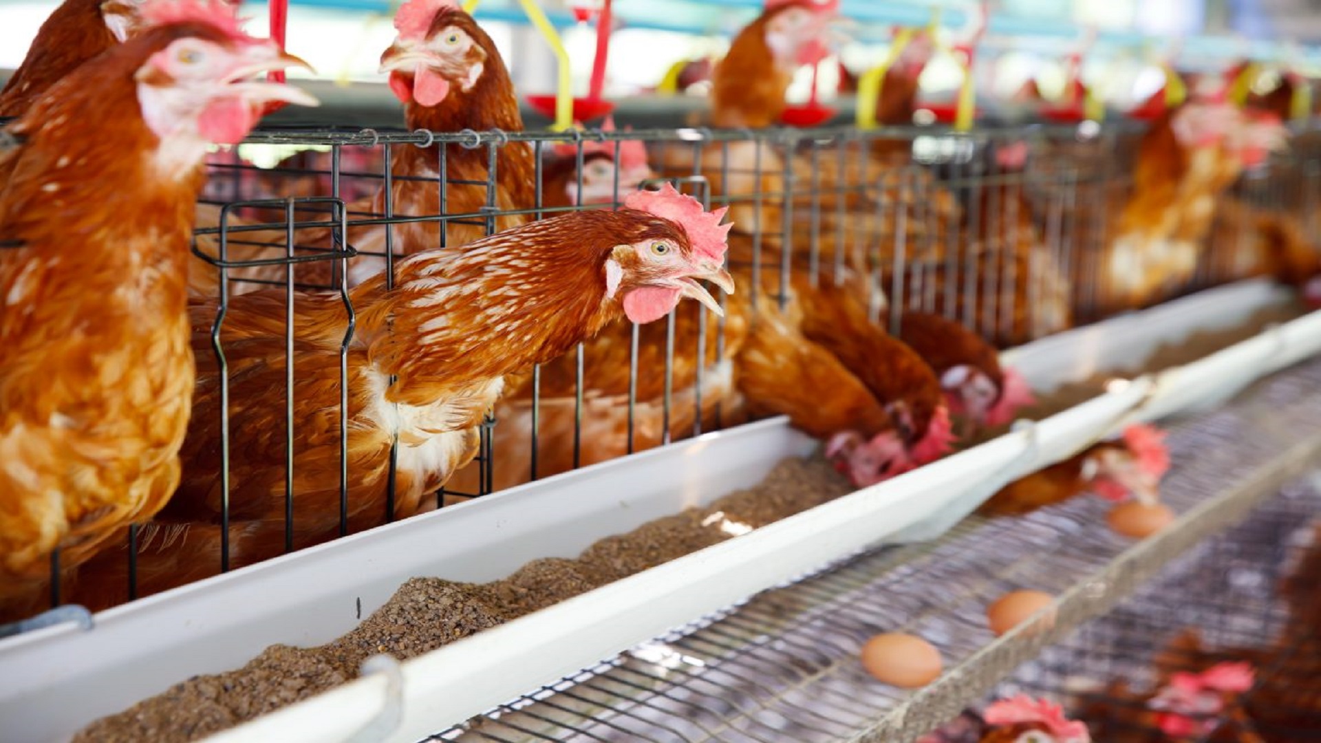 Daerah Penghasil  Ayam & Telur Ayam Terbesar di Indonesia